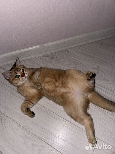 Шотландские золотые шиншиллы котята