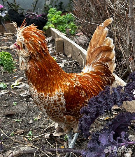 Куры Падуаны