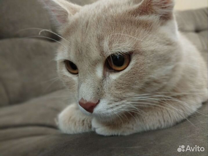 Шикарный котик