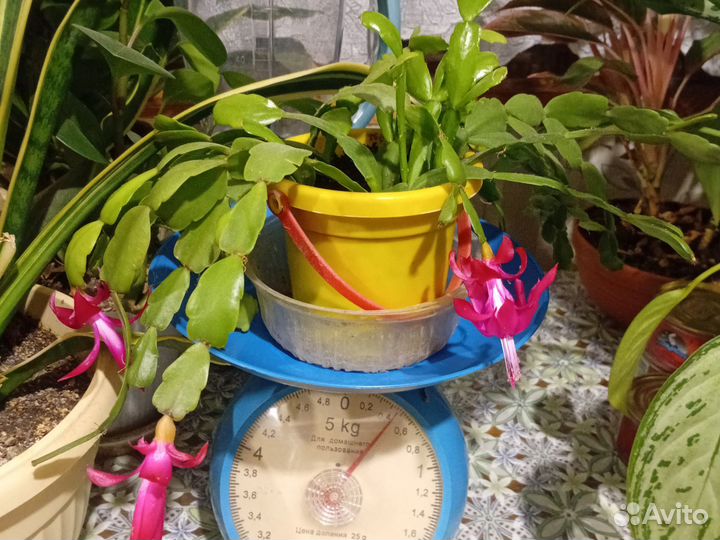 Декабрист милаха