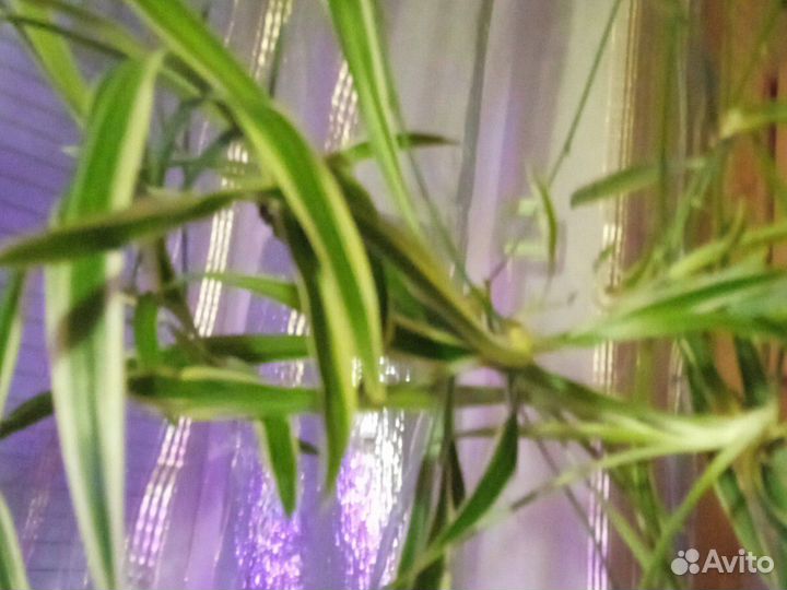 Хлорофитум