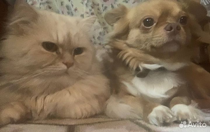 Персидский кот в добрые руки