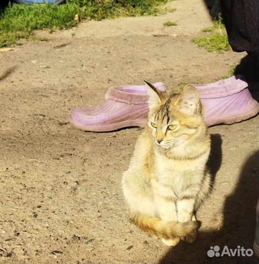 Кошечки котятки