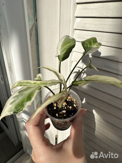 Сингониум старлайт