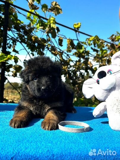 Щенки немецкой овчарки