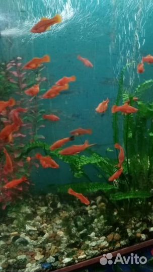 Аквариумные рыбки