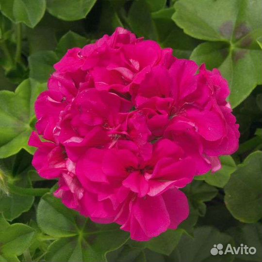 Пеларгония герань