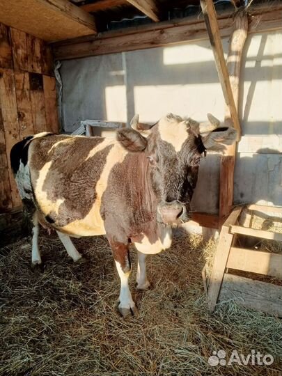 Продам корову дойную
