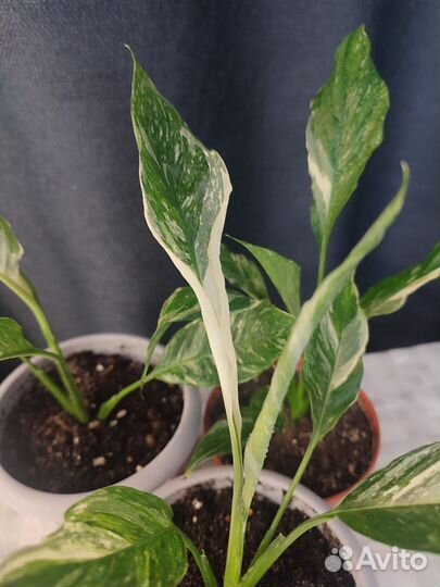 Спатифиллум вариегатный комнатные растения