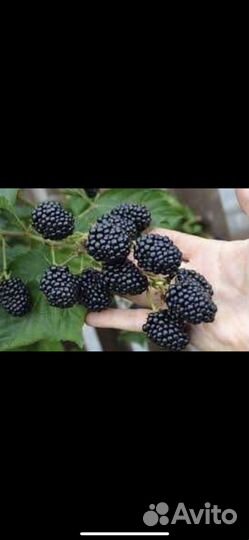 Продам саженцы ежевики сорт Лохтей, Наичез