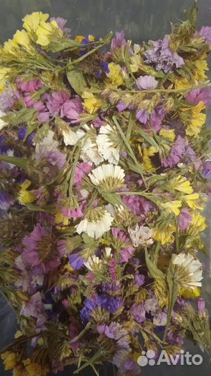 Соцветия статиц