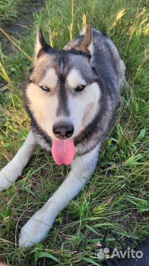 Сибирский хаски