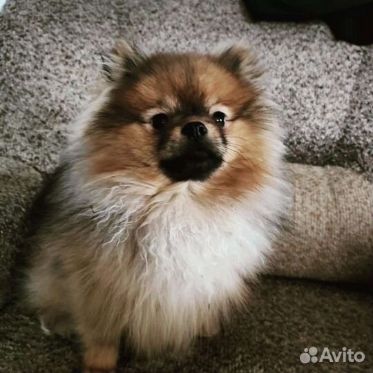 Вязка малый немецкий шпиц