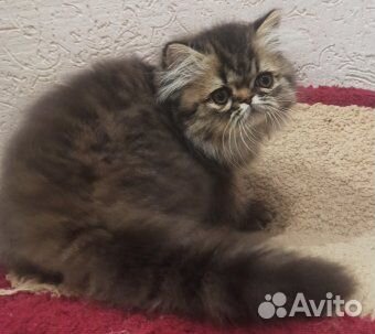 Персидский котик