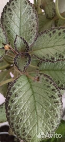 Эписции разные