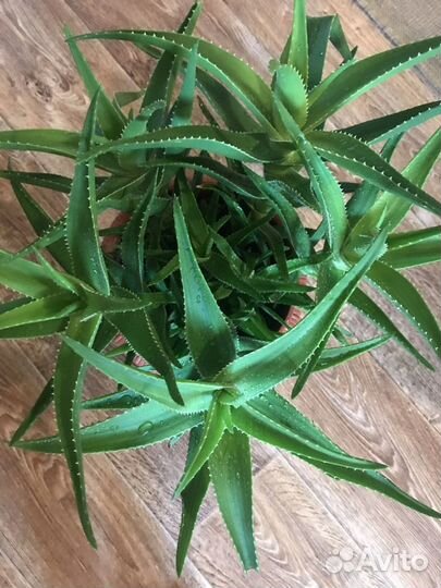 Алое вера лечебный