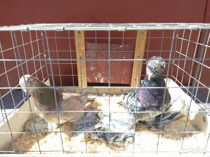 Породистые голуби