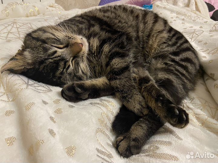 Котик в добрые руки