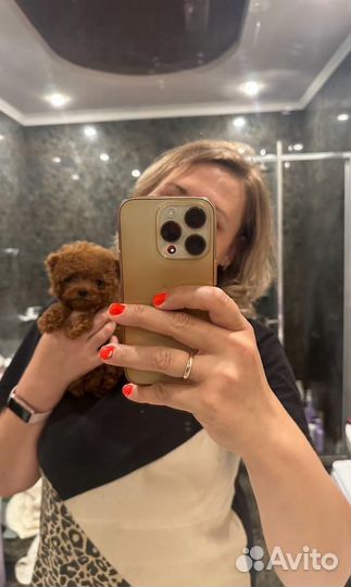 Мальтипу микро teacup teddy poodle girls WOW baby