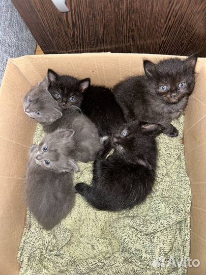 Котята в добрые и любящие руки