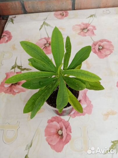 Эуфорбия Миля мелкоцветковая