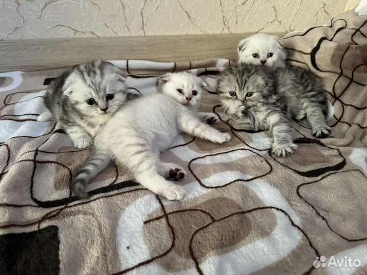 Шотландские котята