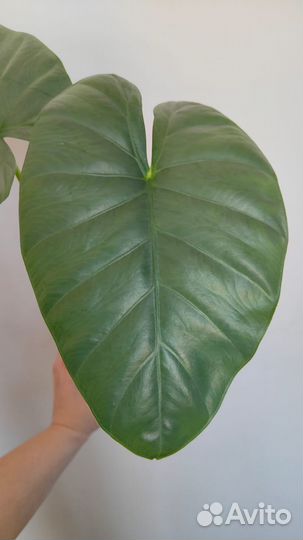 Алоказия Опал Бьюти