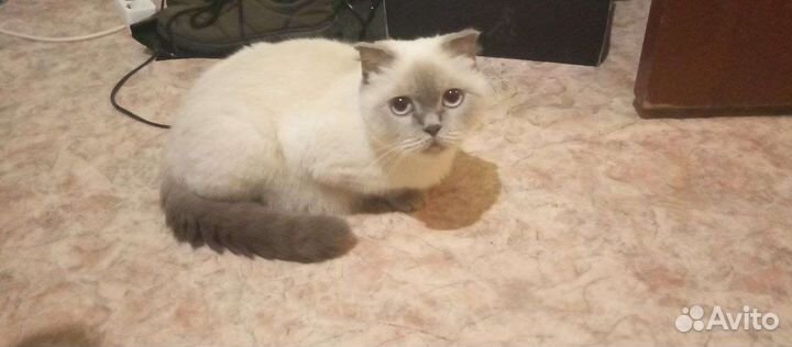 Шотландские вислоухие котята