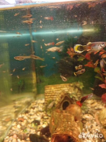 Аквариумные рыбки гуппи