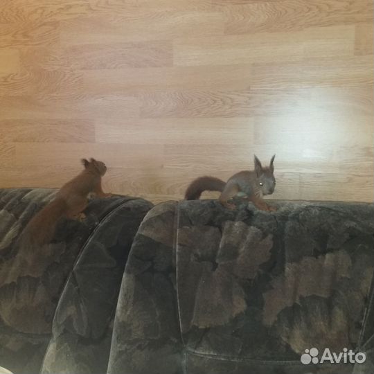 Европейская белка