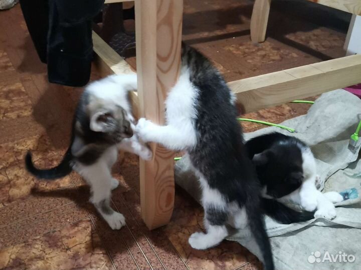 Котята в добрые руки бесплатно 1кот и 3 девчонки