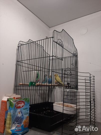 Волнистый попугай с клеткой