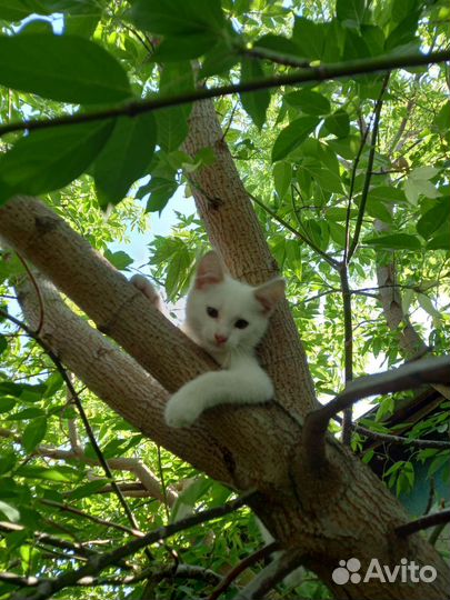 Отдам котяток