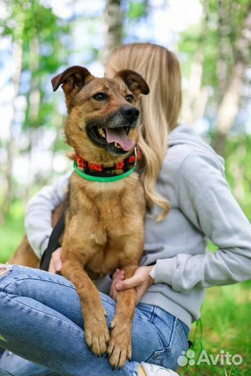 Собака из приюта в добрые руки бесплатно