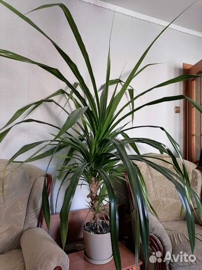 Пальма панданус