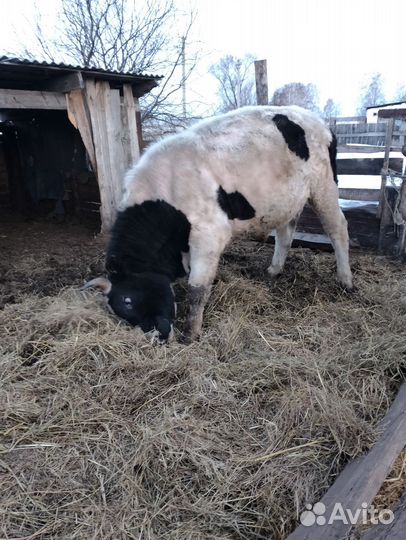 С /Х животные