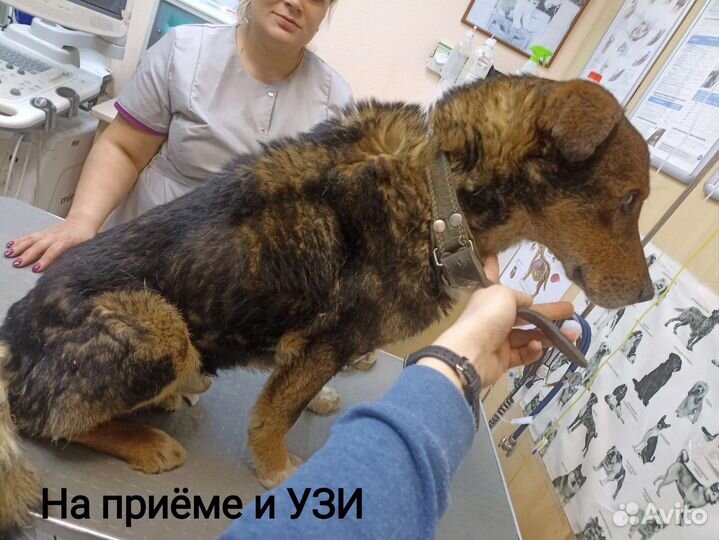 Собака в добрые руки