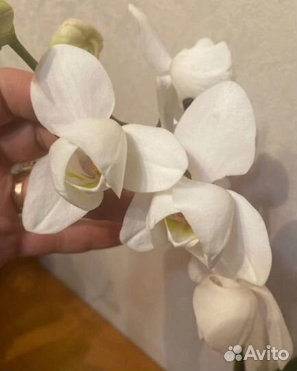 Орхидея бабочка