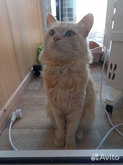 Кот в добрые руки