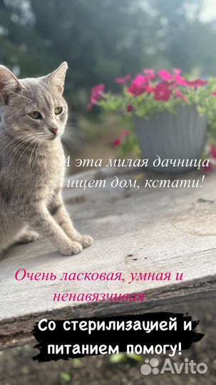 Кошка в дар бесплатно