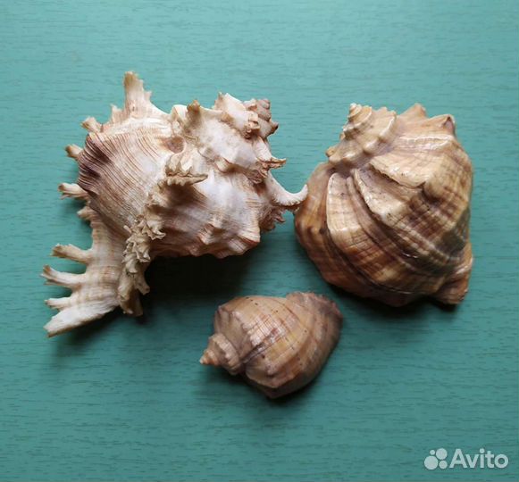 Ракушки морские