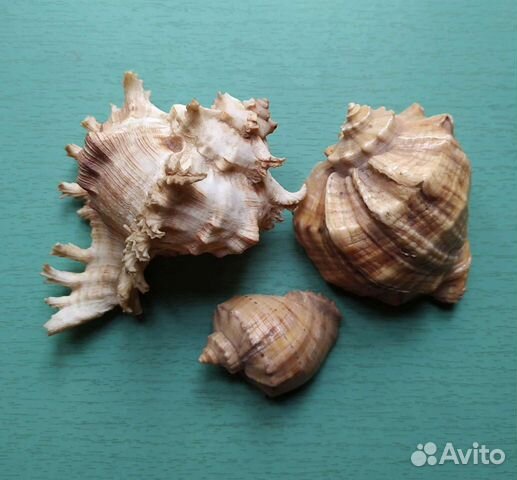 Ракушки морские