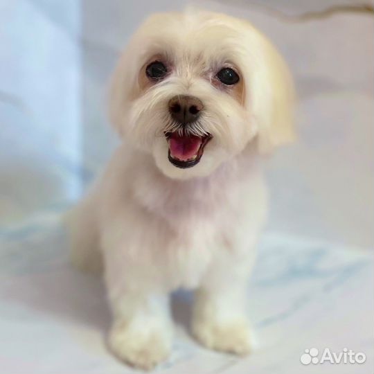 Груминг собак до 7 кг (стрижка и уход)