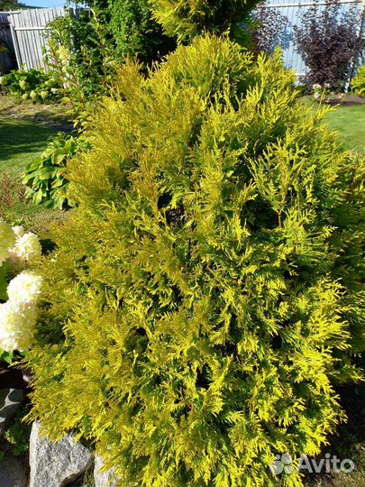 Туя Голден смарагд