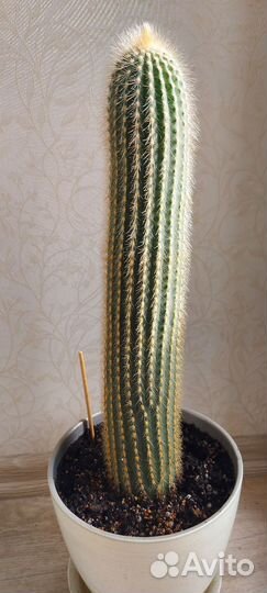 Кактусы и суккуленты