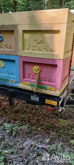 Продам пасеку