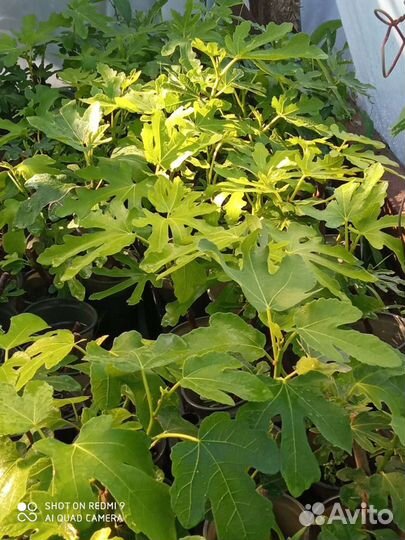 Саженцы инжира