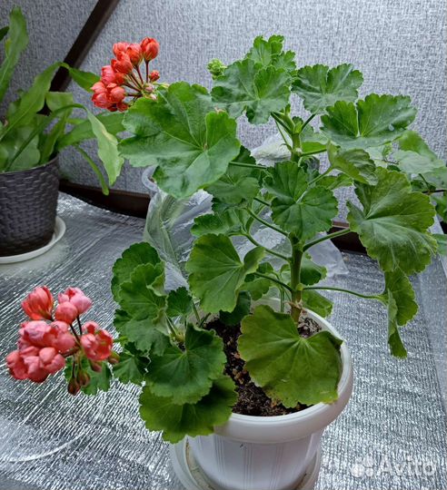 Пеларгония герань