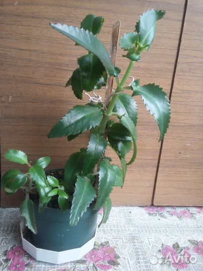 Каланхоэ ле4ебный