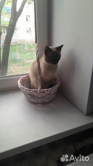 Сиамский кот